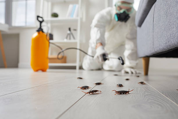 Post-Treatment Bed Bug Interceptor Monitoring in Cologne